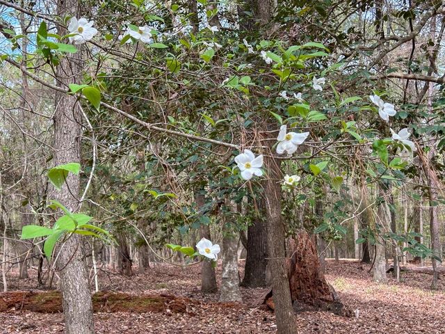 TBD Sue Street, Etoile, TX 75944