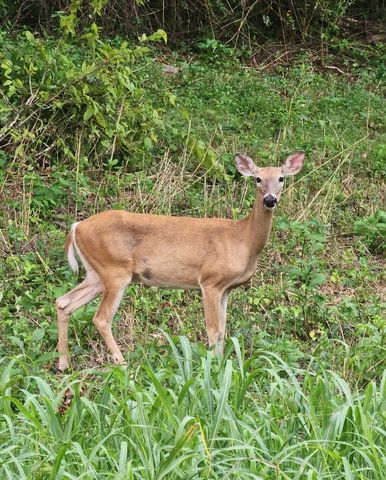 6241 Hwy 49 E, Springfield, TN 37172