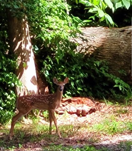 6241 Hwy 49 E, Springfield, TN 37172