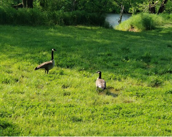 6241 Hwy 49 E, Springfield, TN 37172