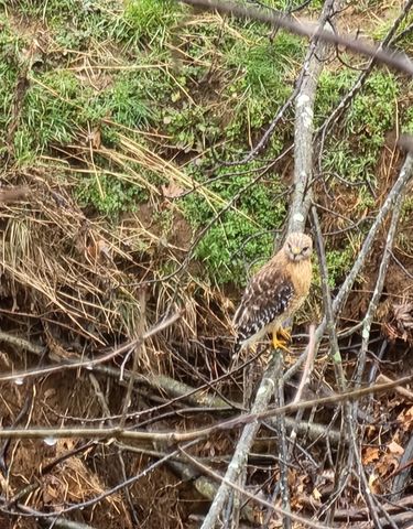 6241 Hwy 49 E, Springfield, TN 37172