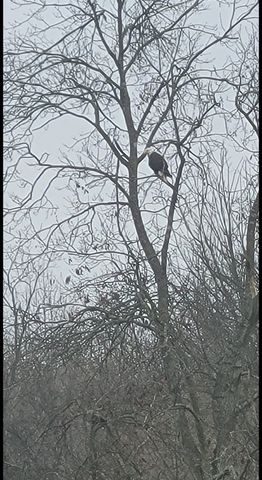 6241 Hwy 49 E, Springfield, TN 37172