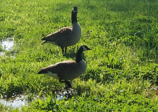 6241 Hwy 49 E, Springfield, TN 37172