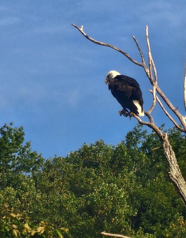 6241 Hwy 49 E, Springfield, TN 37172