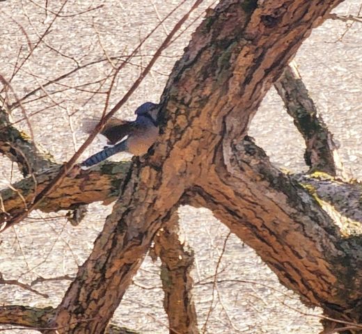 6241 Hwy 49 E, Springfield, TN 37172