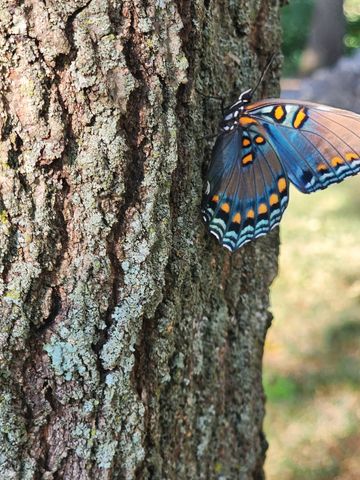 6241 Hwy 49 E, Springfield, TN 37172