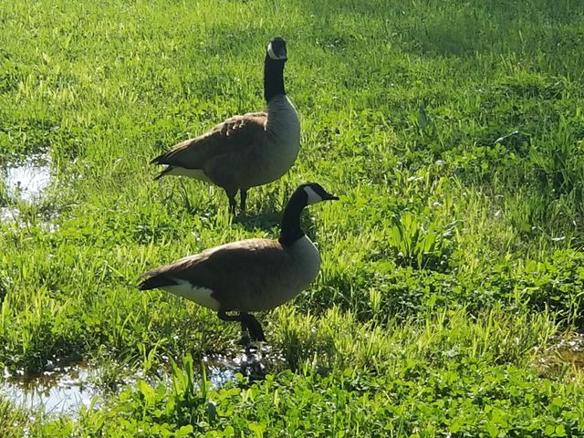 6241 Hwy 49 E, Springfield, TN 37172