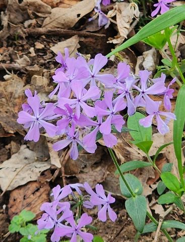 6241 Hwy 49 E, Springfield, TN 37172