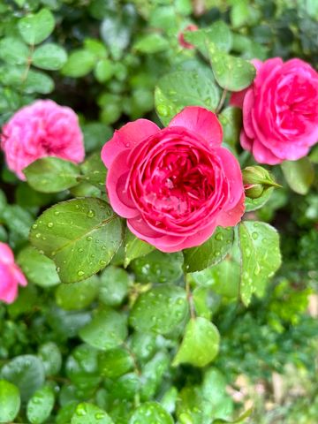 3 Hobson Court, Woodridge, IL 60517