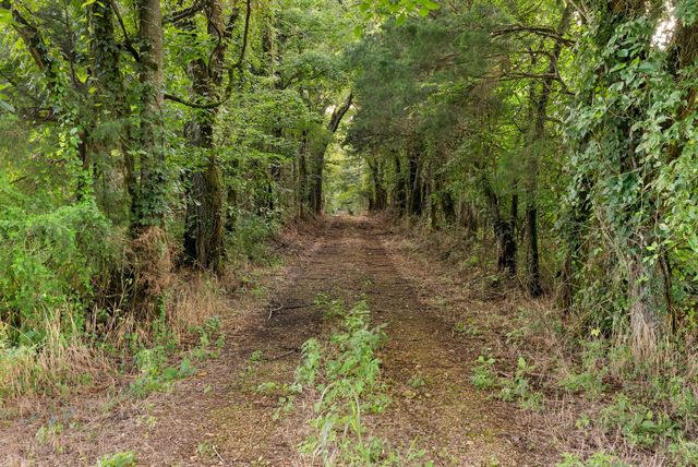 2942 Newman Rd, Ardmore, TN 38449
