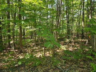 X Methodist Hill Road, Enfield, NH 03748