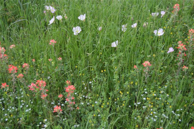 TBD Lot 4&5 RS County Road 1520, Point, TX 75472