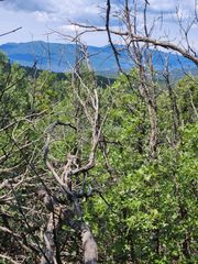 5 SPEIS Road, Tijeras, NM 87059
