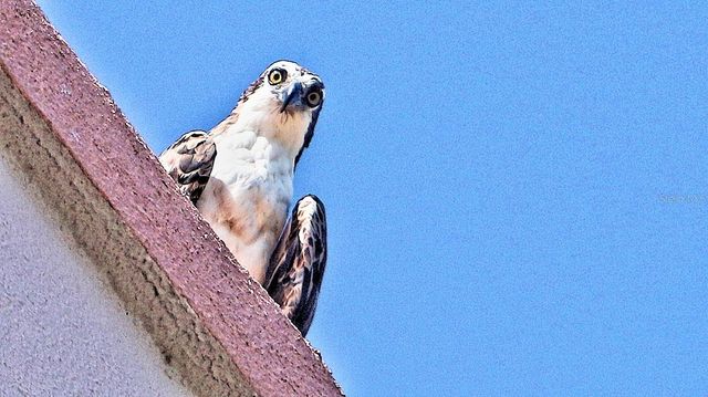 6025 SHORE BOULEVARD S 110, Gulfport, FL 33707