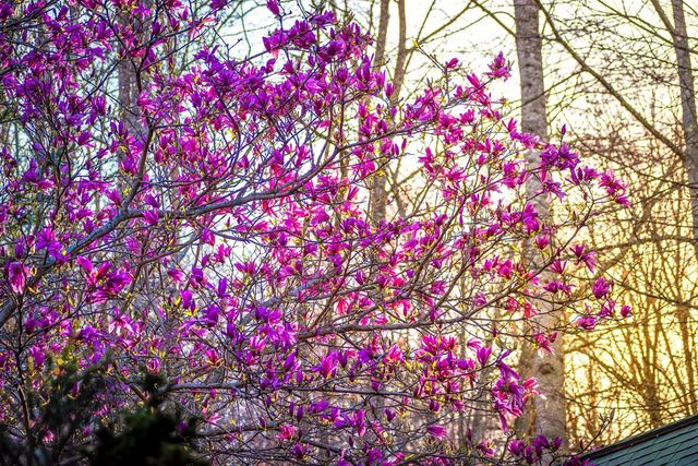 25 Unaka Trail, Mineral Bluff, GA 30559