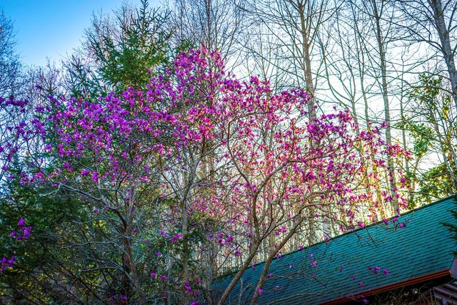 25 Unaka Trail, Mineral Bluff, GA 30559