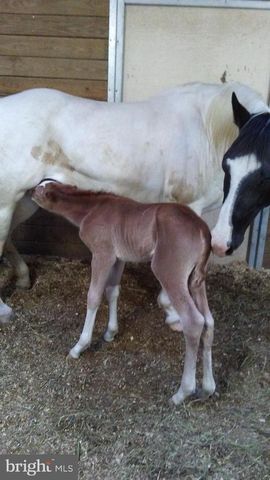 14135 COOLEY RD, Princess Anne, MD 21853