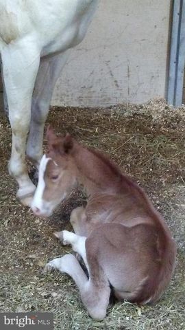 14135 COOLEY RD, Princess Anne, MD 21853