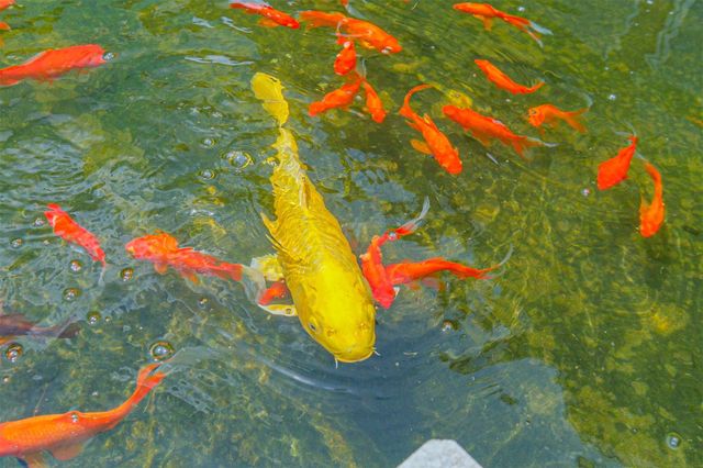 5050 Woodway Drive 3M, Houston, TX 77056