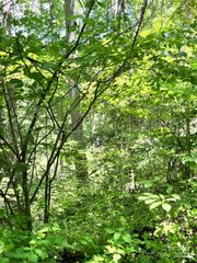 287 Indian Camp Creek Road, Hot Springs, NC 28743