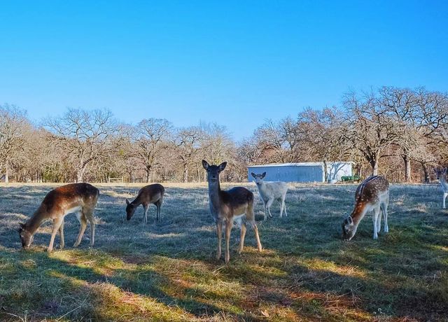 131 Lincoln Drive, Streetman, TX 75859