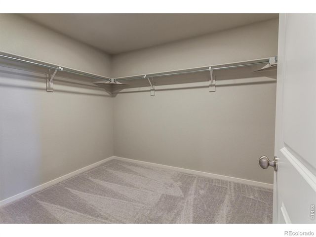 764 Trumpet Court, Windsor, CO 80550