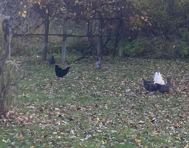 1376 Lathrop Road, Berlin Twp, MI 48002