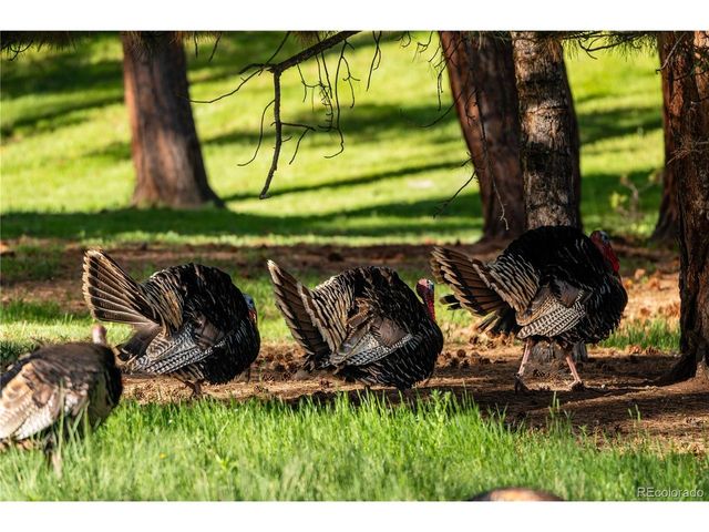 8125 Bannock Dr, Larkspur, CO 80118