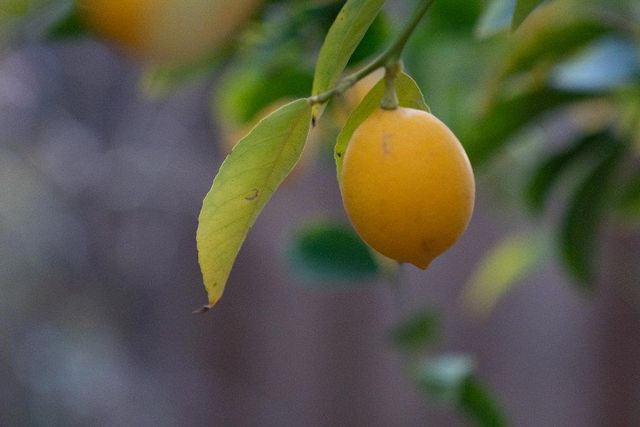 945 Matador Drive, Hollister, CA 95023