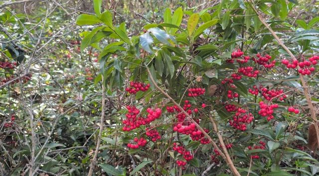 POWELL ROAD, Brooksville, FL 34602