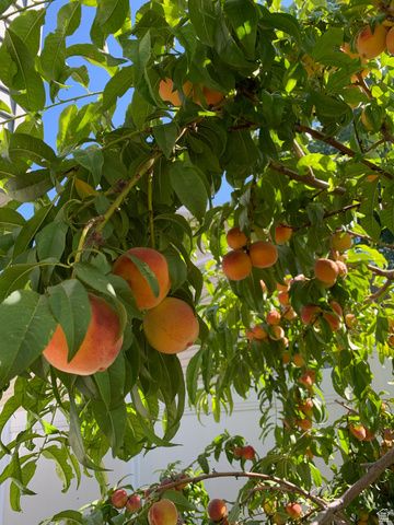 1445 W SILVERCREEK DR, Layton, UT 84041