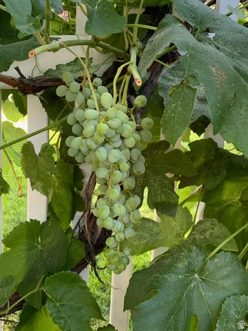 1445 W SILVERCREEK DR, Layton, UT 84041