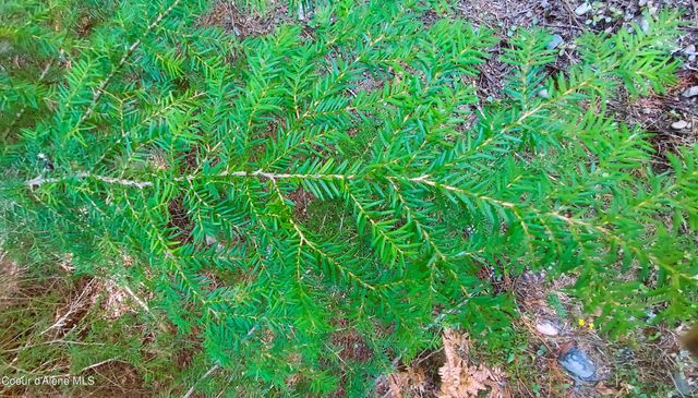 NKA Wandering Wolf Ridge, Lot 3, Clark Fork, ID 83811