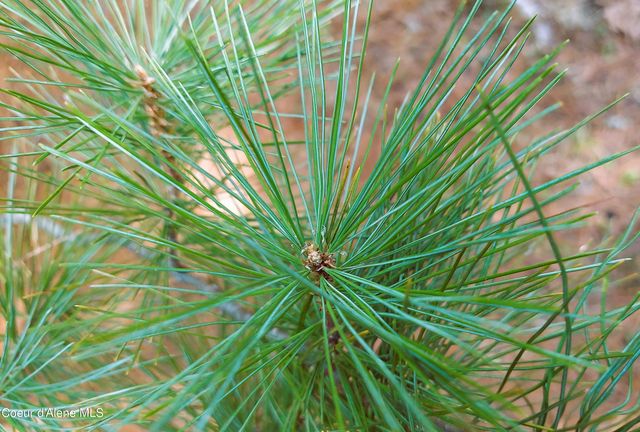 NKA Wandering Wolf Ridge, Lot 3, Clark Fork, ID 83811