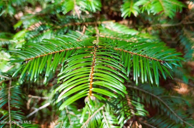 NKA Wandering Wolf Ridge, Lot 3, Clark Fork, ID 83811