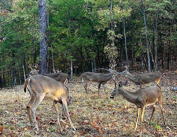 2240 Mease Drive, Reeds Spring, MO 65737