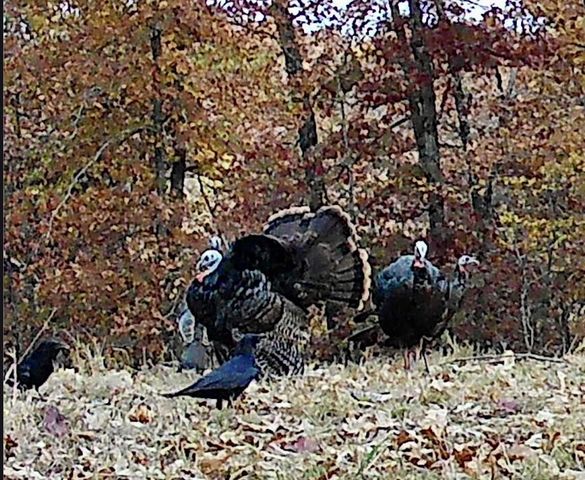 2240 Mease Drive, Reeds Spring, MO 65737