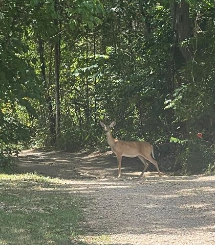 2240 Mease Drive, Reeds Spring, MO 65737