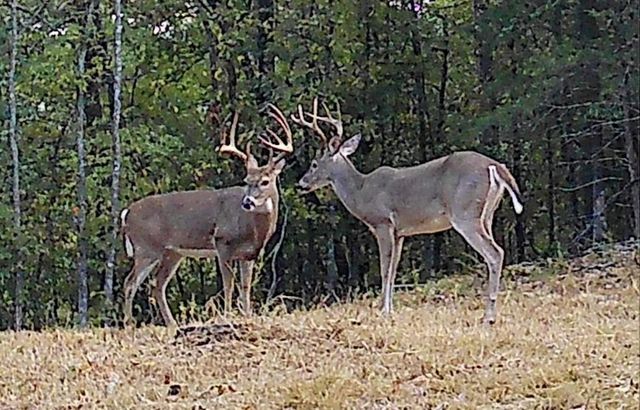 2240 Mease Drive, Reeds Spring, MO 65737