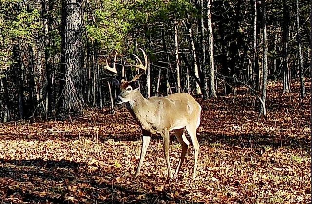 2240 Mease Drive, Reeds Spring, MO 65737