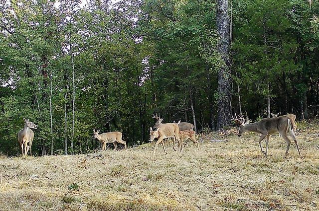 2240 Mease Drive, Reeds Spring, MO 65737