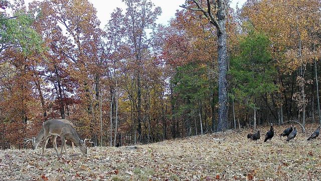 2240 Mease Drive, Reeds Spring, MO 65737