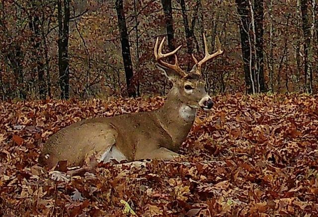 2240 Mease Drive, Reeds Spring, MO 65737