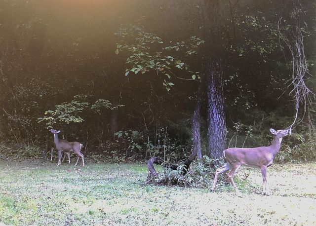 2240 Mease Drive, Reeds Spring, MO 65737