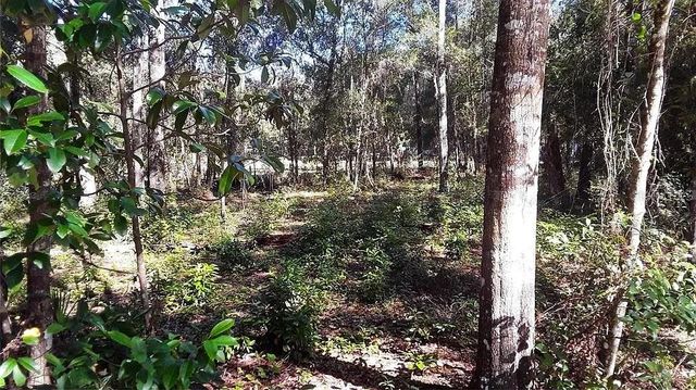 TBD NE 239TH PLACE, Fort Mc Coy, FL 32134