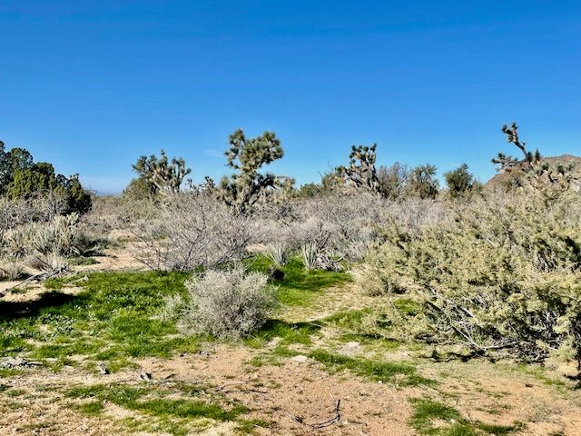 21422 S Appaloosa Road, Yucca, AZ 86438