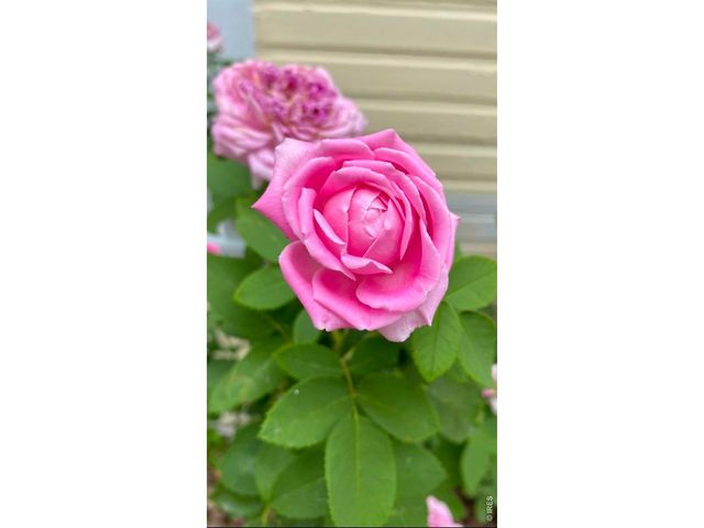 225 Edwards St, Fort Collins, CO 80524