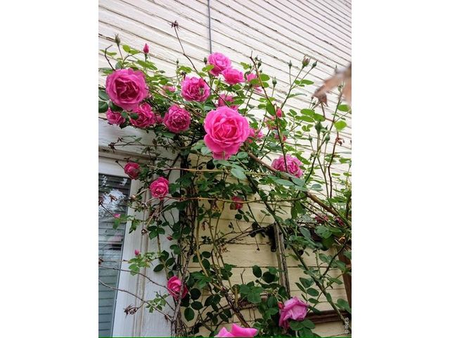 225 Edwards St, Fort Collins, CO 80524