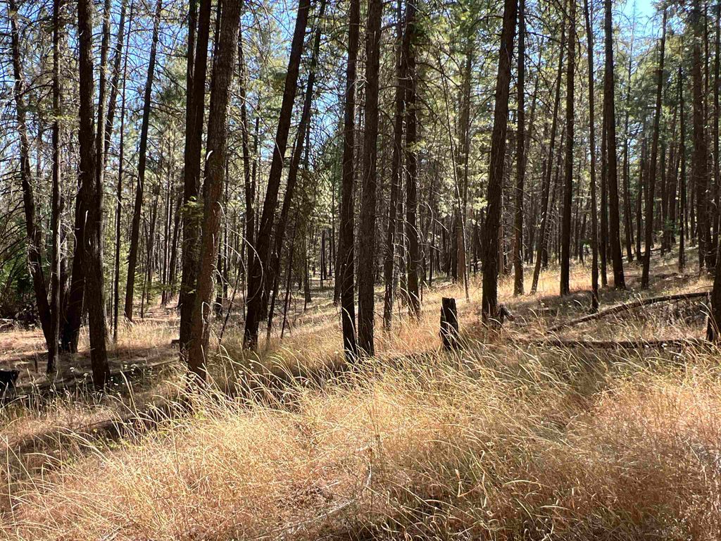 NKA Coyote Ridge Ln, Ford, WA 99013 photo 6