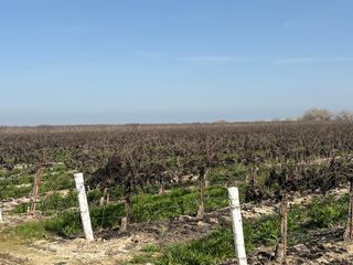 17600 Jerrold, Mendota, CA 93640